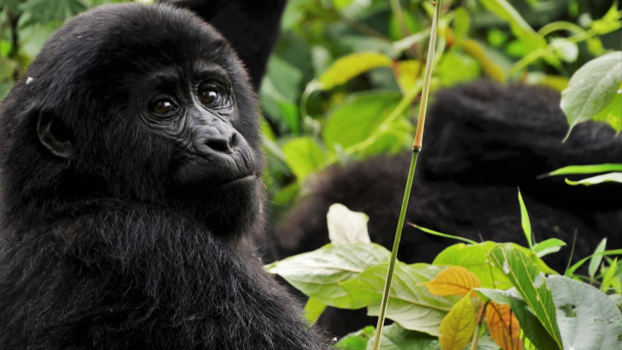 Galerija Roadtrips apkārt Ugandai - Gorillām pa pēdām! (0)